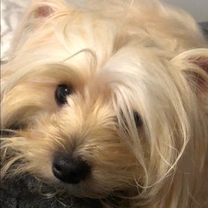 Meet your Posher, Isabella